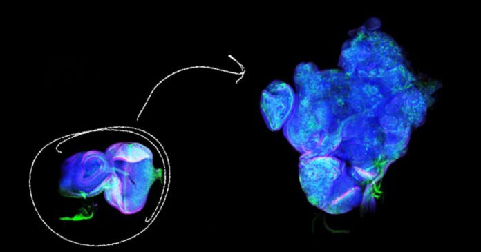 Cancer-without-genetic-Mutations.jpg