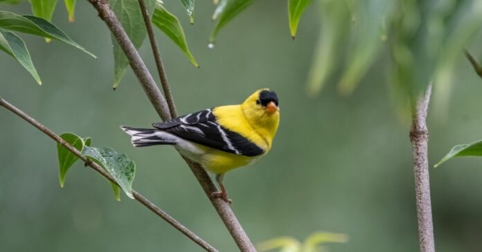 Community-Science_Bird.jpg