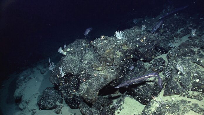 1-paramount-seamount-noaa.jpg