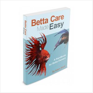 Betta Care Made Easy