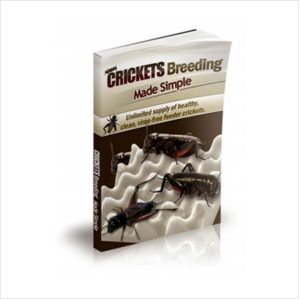 Crickets breeding Secrets