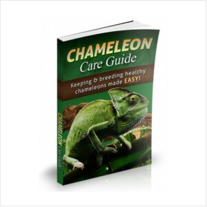 Chameleon care guide