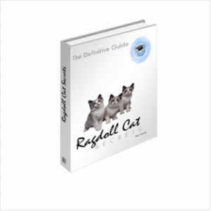 Ragdoll cat secrets