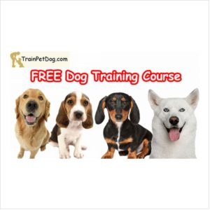 Training  and  Care Of Dogs