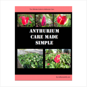 Anthurium care made simple