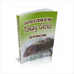 Pet Lizard Gecko Fun
