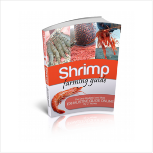 Shrimp farming business